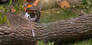 Best Leaf Removal  in Brentwood, MO