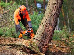 Best Seasonal Cleanup (Spring/Fall)  in Brentwood, MO