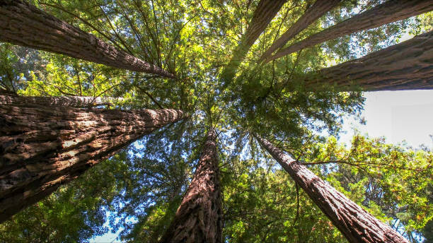 Best Tree Maintenance Programs  in Brentwood, MO