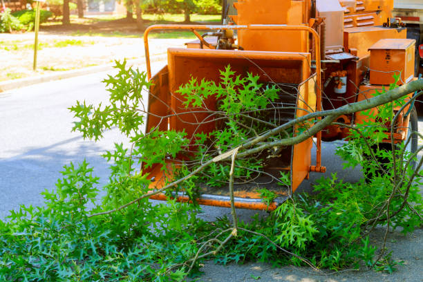 Brentwood, MO Tree Services Company