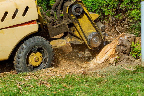 Best Tree Cabling and Bracing  in Brentwood, MO