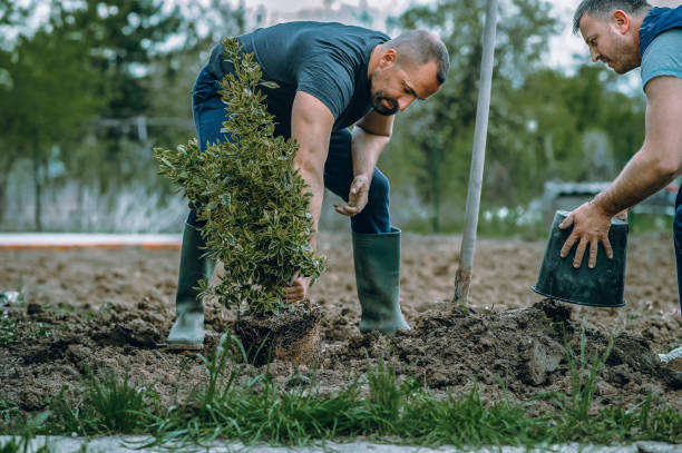 Best Lawn Pest Prevention  in Brentwood, MO