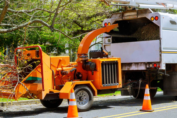 Best Emergency Tree Removal  in Brentwood, MO
