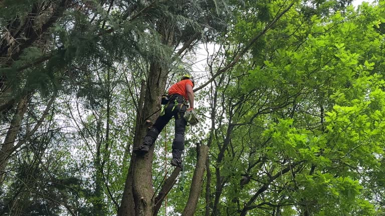 Best Tree Health Inspection  in Brentwood, MO