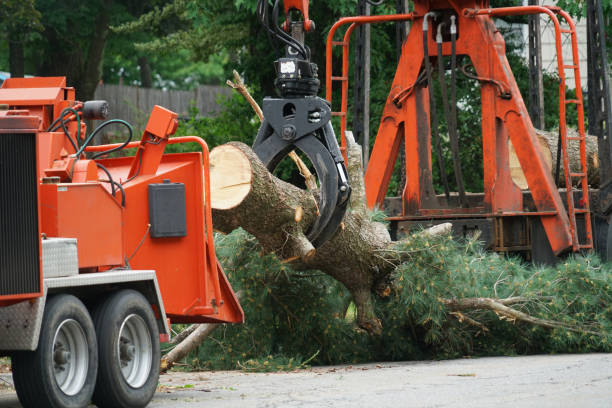  Brentwood, MO Tree Services Pros