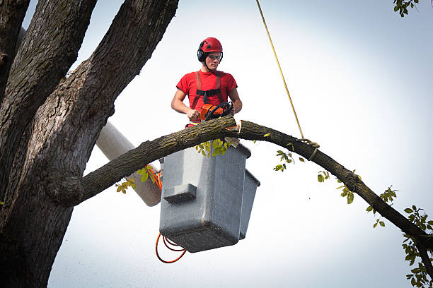 How Our Tree Care Process Works  in  Brentwood, MO