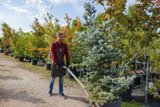 Best Arborist Consultation Services  in Brentwood, MO