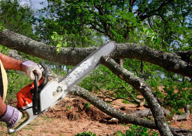 Best Storm Damage Tree Cleanup  in Brentwood, MO